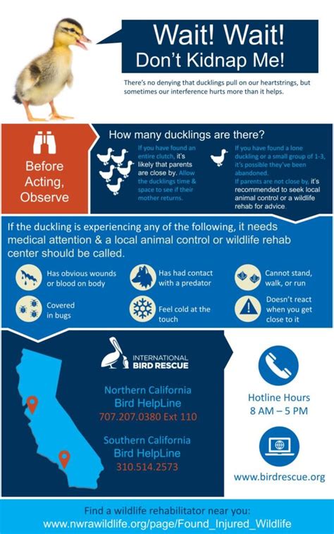 Duck rescue near me - Other organisations such as the British Hen Welfare Trust and Buttercups Sanctuary for Goats specialise in rehoming particular types of farm animals. See our rehoming pages for more information about rehoming farm animals. If you've made the big decision to rehome a farm animal find out how to adopt and give a farm animal a better quality of life.